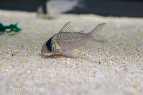 Corydoras sp. Tank #GG4