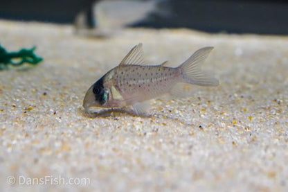 Corydoras sp. Tank #GG4
