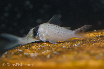 Corydoras sp. Tank #GG4