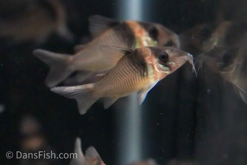 Corydoras virginiae 'Rio Tapiche'