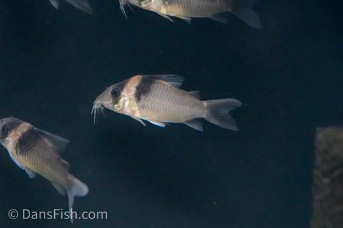 Corydoras virginiae 'Rio Tapiche'