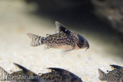 Corydoras leucomelas "Rio Napo"