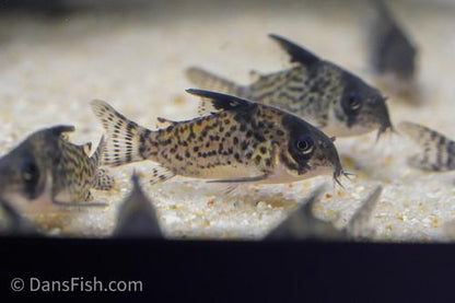 Corydoras leucomelas "Rio Napo"