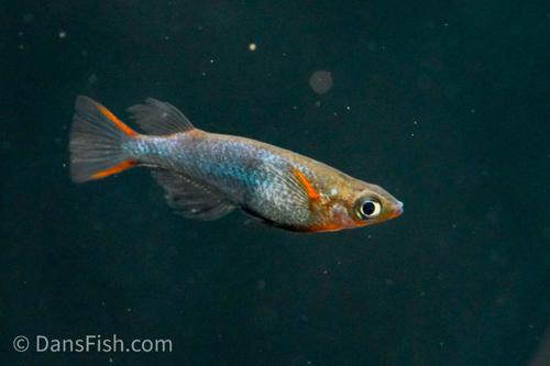 Daisy's Ricefish