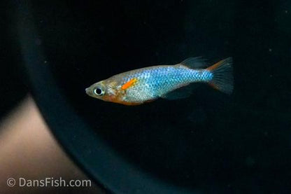 Daisy's Ricefish