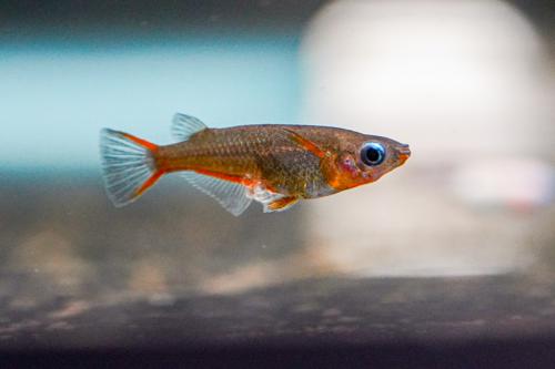 Daisy's Ricefish