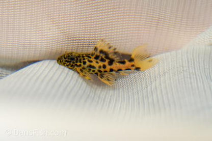 Demini Leopard Cactus L114 Pleco