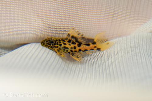 Demini Leopard Cactus L114 Pleco