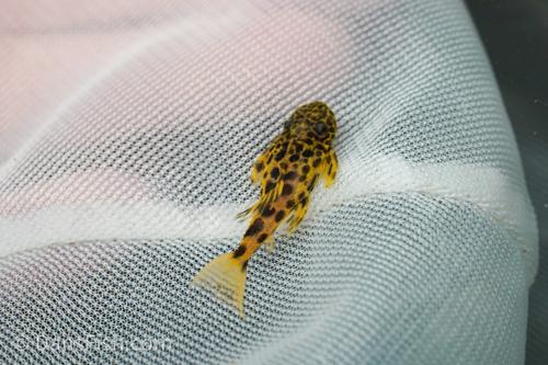 Demini Leopard Cactus L114 Pleco