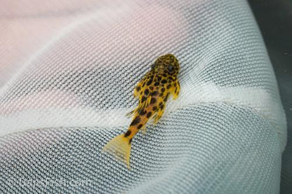 Demini Leopard Cactus L114 Pleco