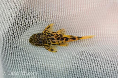 Demini Leopard Cactus L114 Pleco