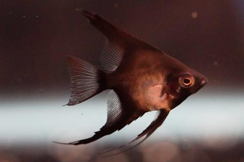 Double Dark Angelfish