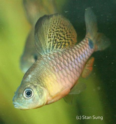 Drape Fin Barb, Male
