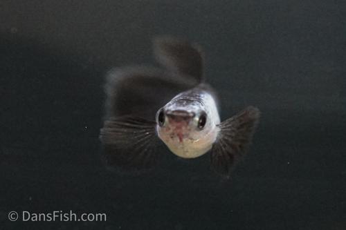 Dumbo Ear Panda Guppy Pairs - LRB Strain
