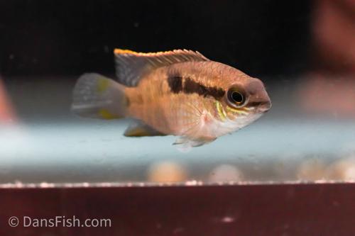 Dwarf Acara