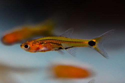 Dwarf Amber Barb
