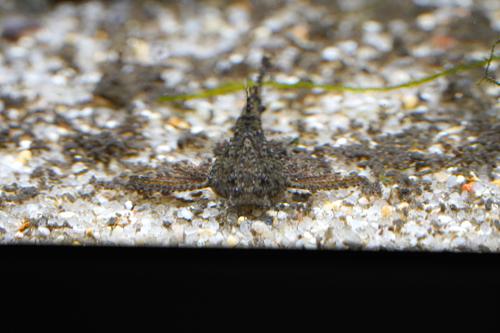 Dwarf Anchor Catfish