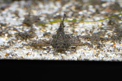 Dwarf Anchor Catfish