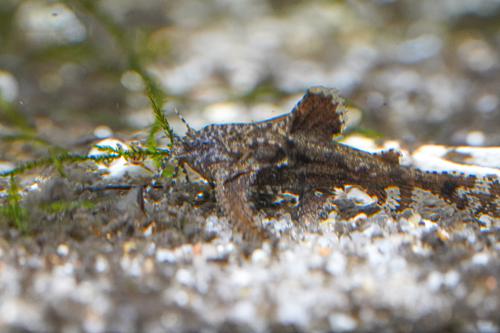 Dwarf Anchor Catfish
