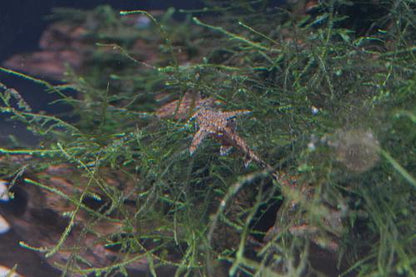 Dwarf Anchor Catfish