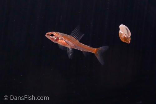 Dwarf Red Hummingbird Tetra