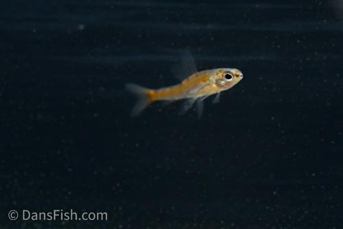 Dwarf Red Hummingbird Tetra