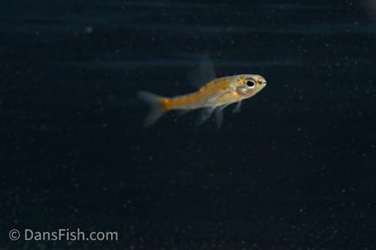 Dwarf Red Hummingbird Tetra