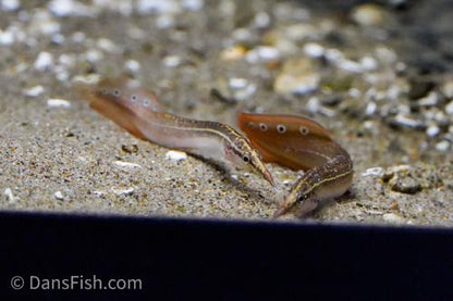 Dwarf Redtail Eel
