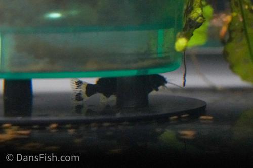 Dwarf Synodontis Catfish