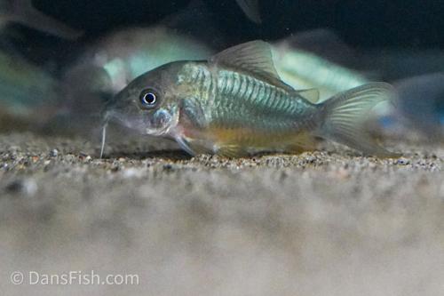 Emerald Catfish