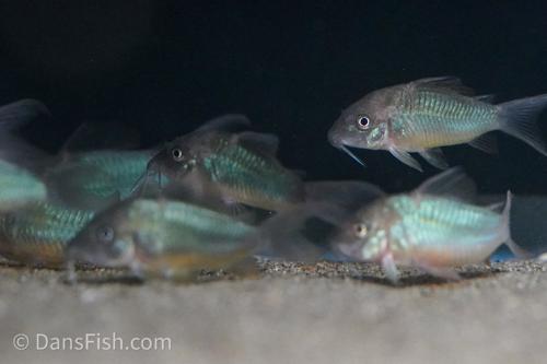 Emerald Catfish