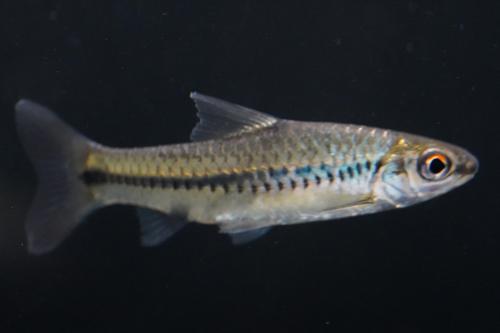 Enteromius African Barb