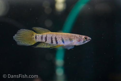 Epiplatys sexfasciatus -Reverse Trio, Reverse Trio (2M1F)
