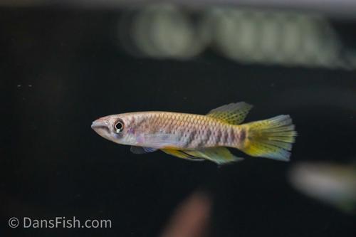 Epiplatys sexfasciatus -Reverse Trio, Reverse Trio (2M1F)
