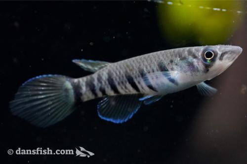 Epiplatys sp. "Akio" Breeding Trios