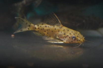 False Upsidedown Catfish