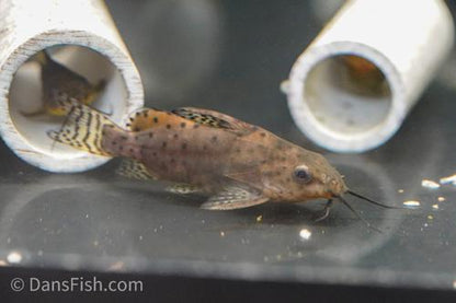 False Upsidedown Catfish