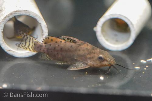 False Upsidedown Catfish