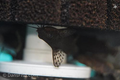 False Upsidedown Catfish