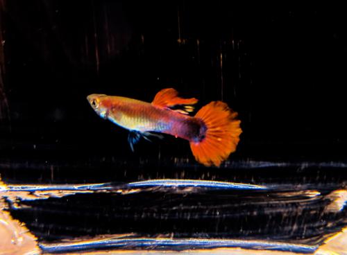 Red Flamingo Guppy