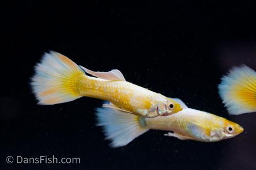 Full Gold Guppy