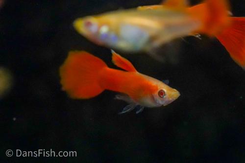 Full Red Albino Guppy