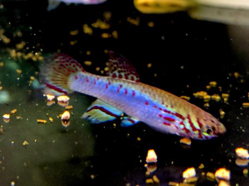 Fundulopanchax filamentosus - Pair