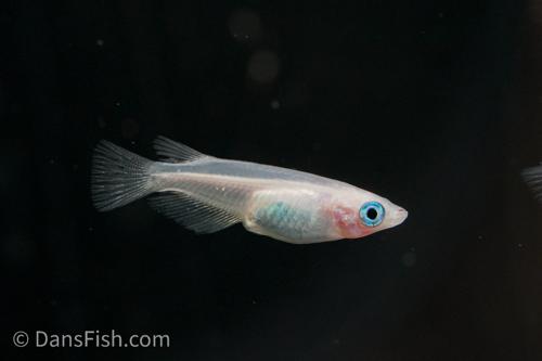 Galaxy Medaka Ricefish