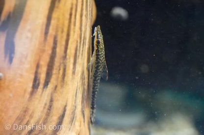 Giant Otocinclus