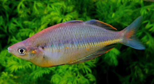 Glossolepis sp. "Gidomen Village"