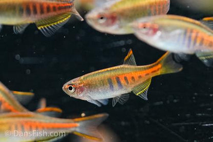 Glowlight Danio