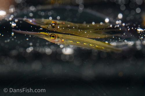 Gold Spot Halfbeak