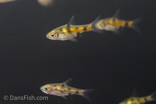 Golden Dwarf Barb