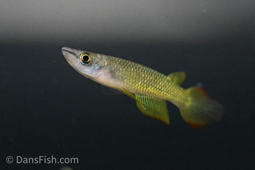 Golden Wonder Killifish
